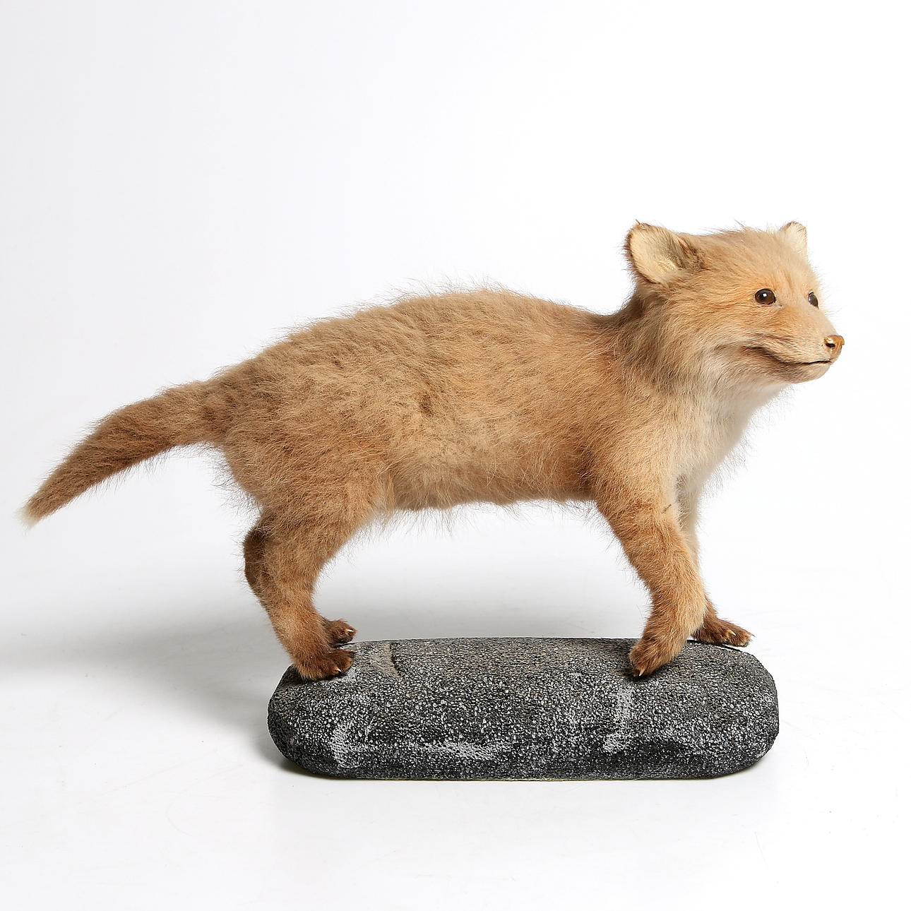 UPPSTOPPAD RÄVUNGE, 1900-tales mitt.