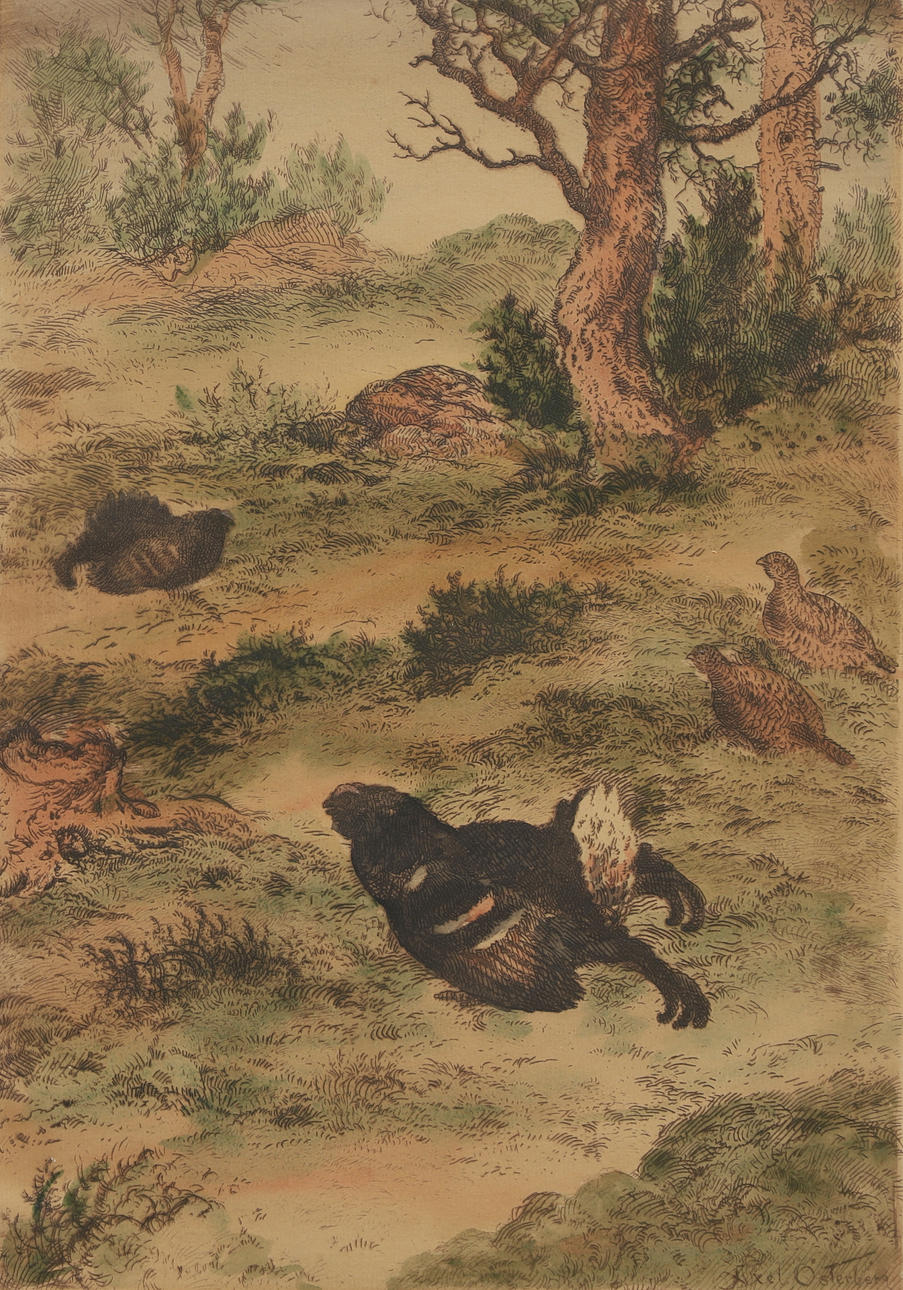 AXEL ÖSTERBERG. Etsaus, "Orrspel", signeerattu.