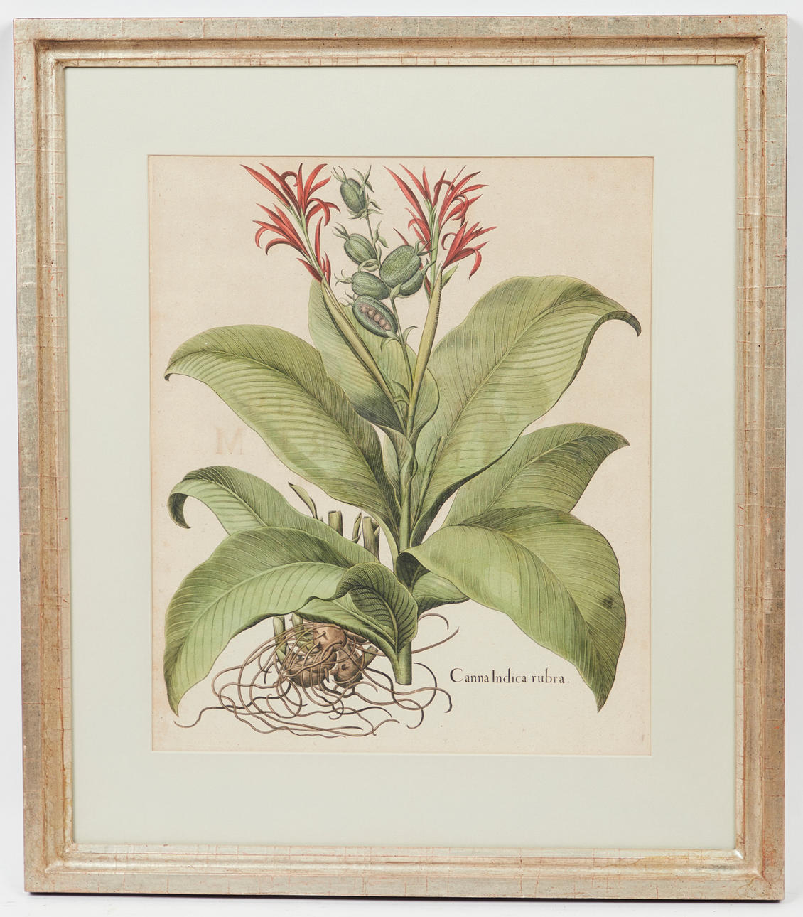 BASILIUS BESLER. Printmaking, Canna Indica Rubra.