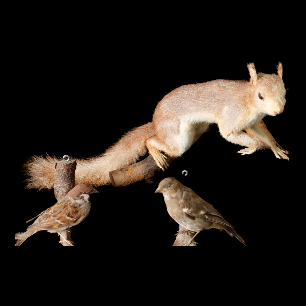 Sæt PLUSEDE DYR, egern og fugle.