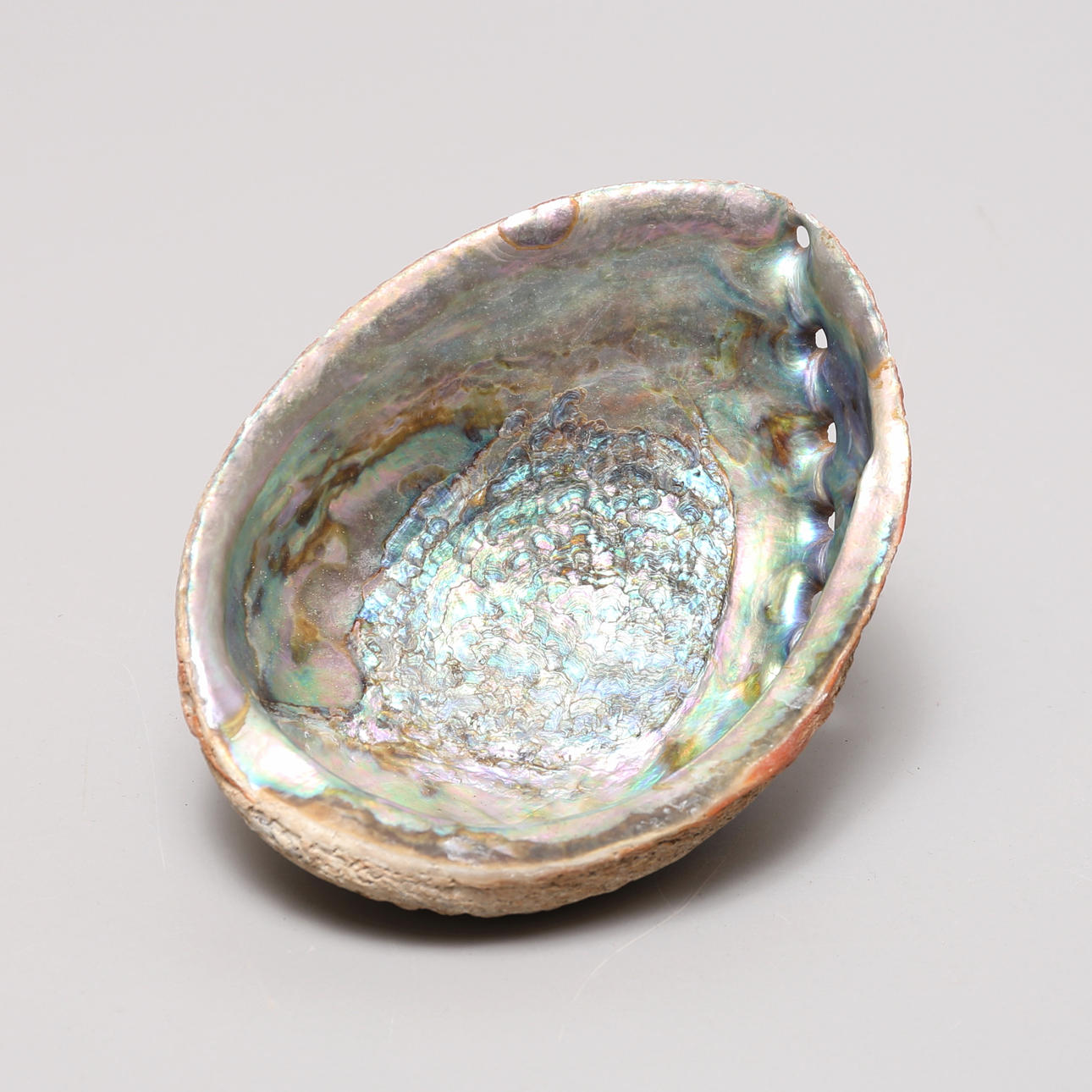 SNÄCKA med pärlemor, Havsöra/Abalone.