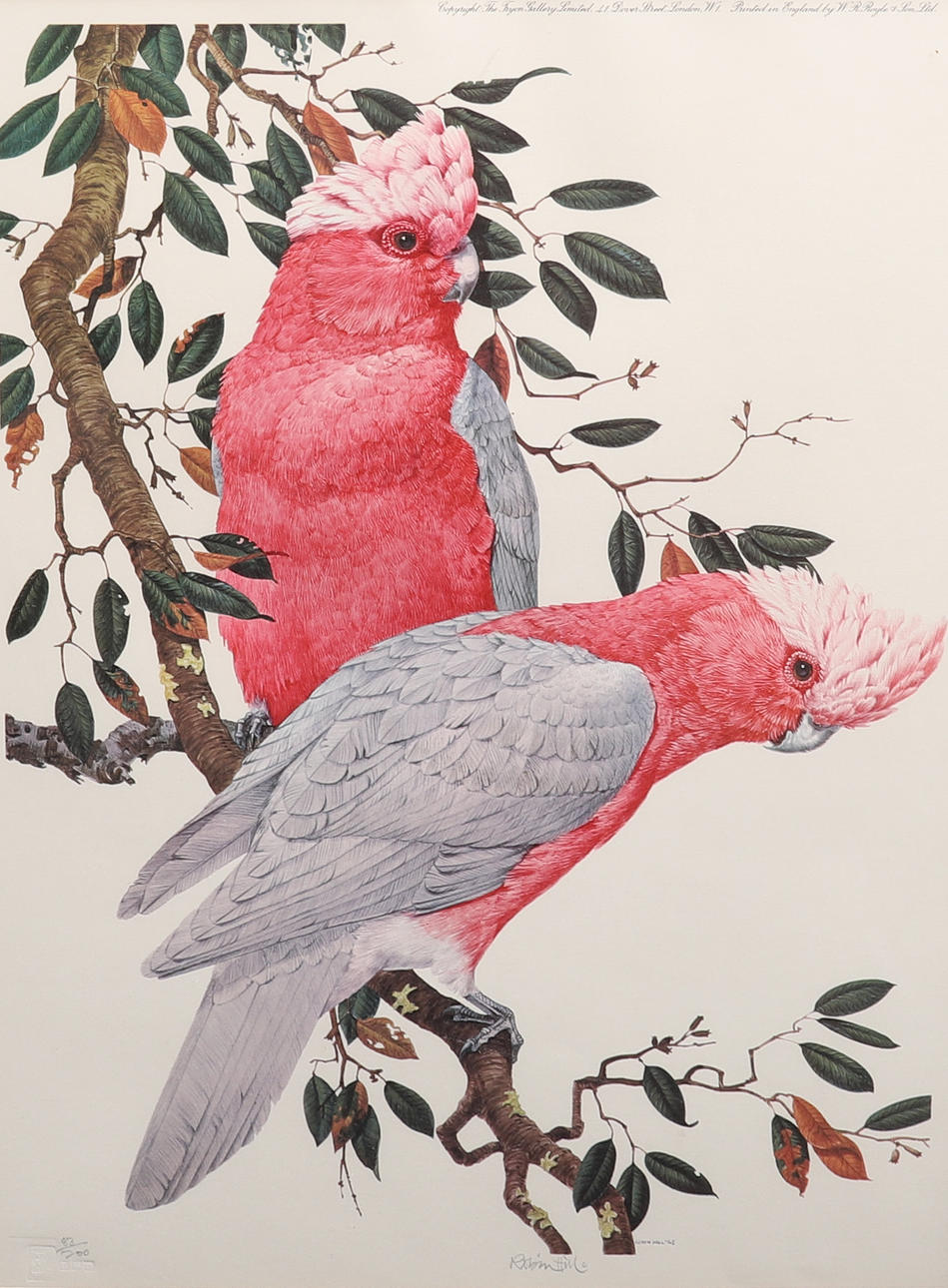 ROBIN HILL (B.1932). GALAH.