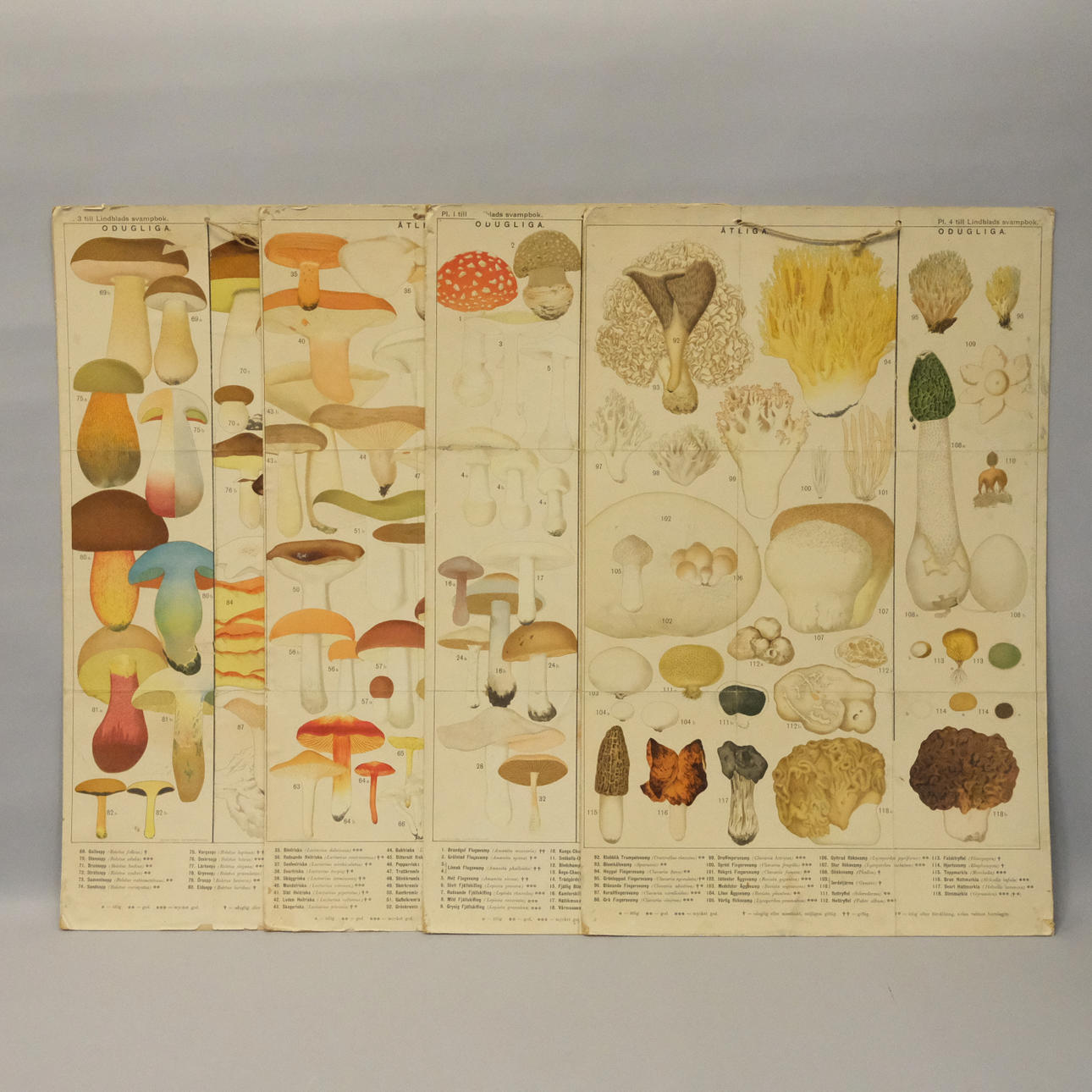 FYRA SKOLPLANSCER MED SVAMP.