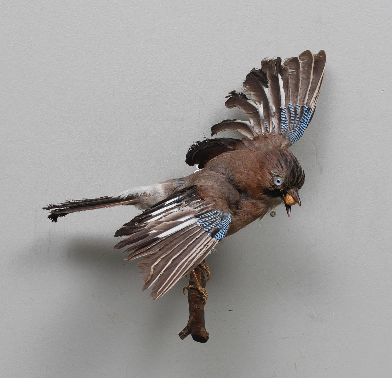 NÖTSKRIKA, uppstoppad.