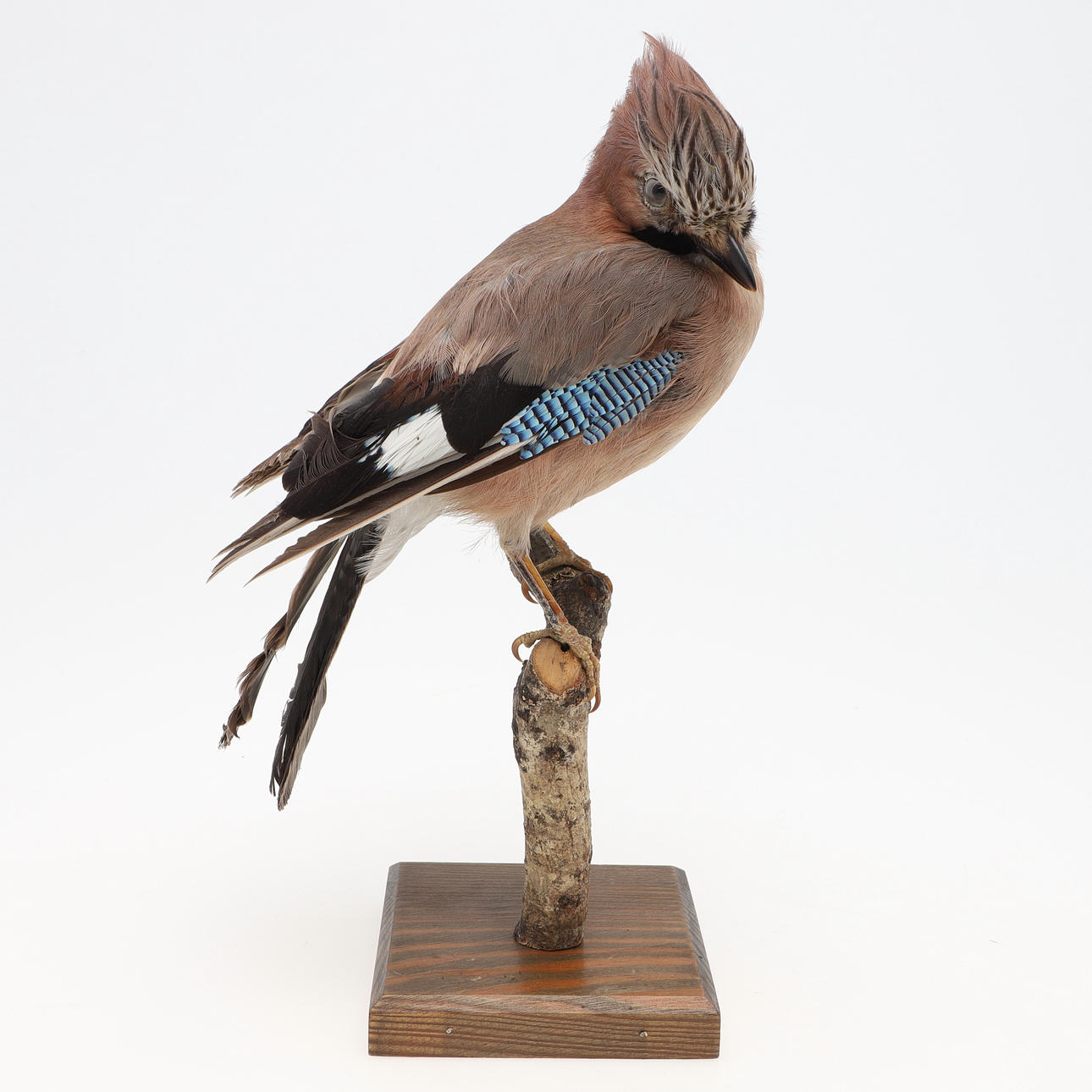 STUFFED BIRD, Nuthatch on branch, taxidermy.