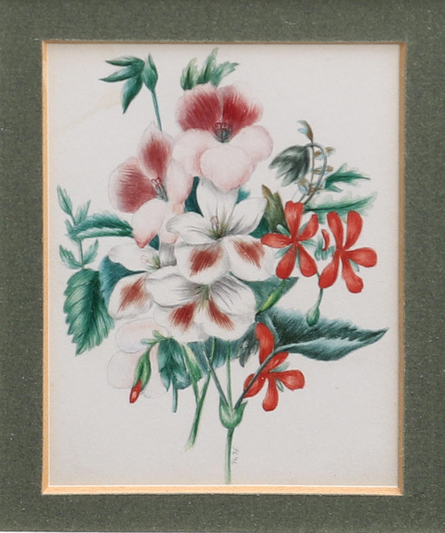 ENGLISH SCHOOL 20TH CENTURY. BOTANICAL STUDY.