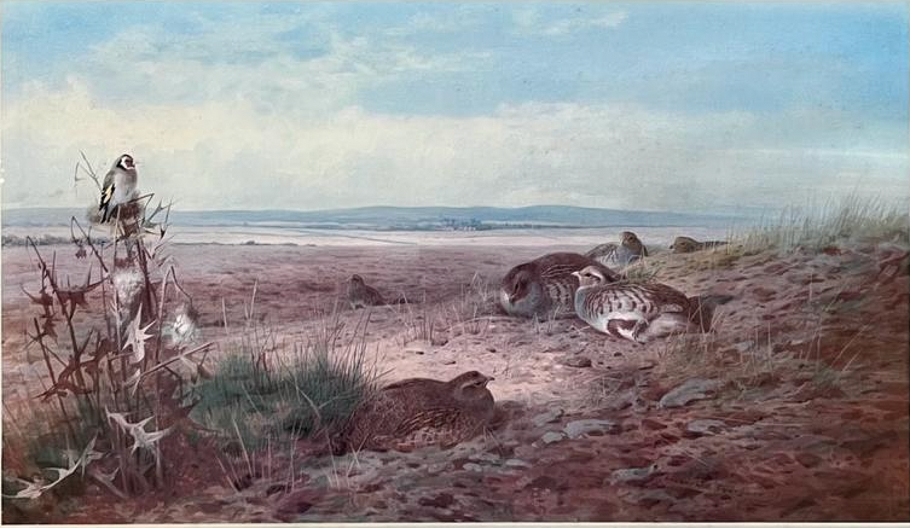 ARCHIBALD THORBURN (1860-1935). RAPRONE HVILER.