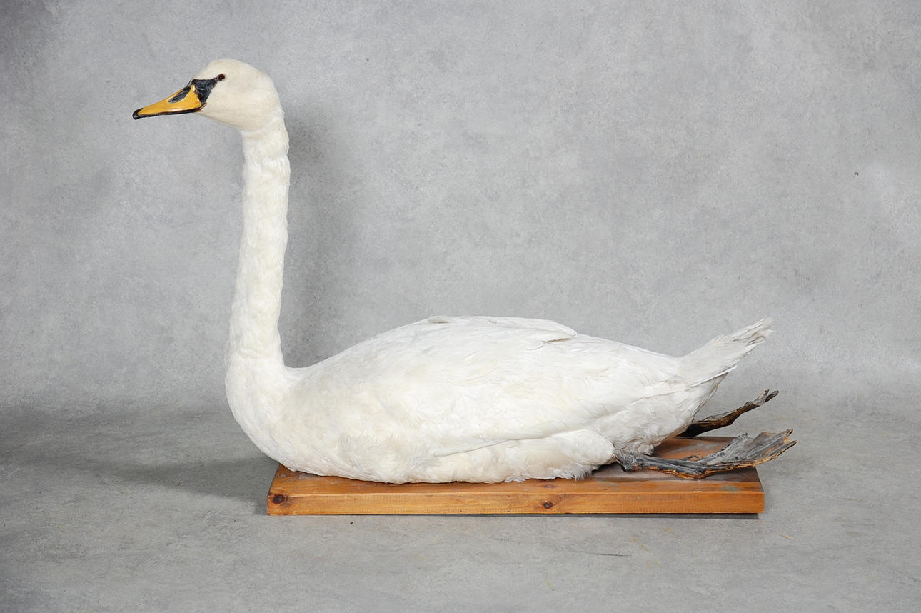 SÅNGSVAN, uppstoppad, 1900-talets början.