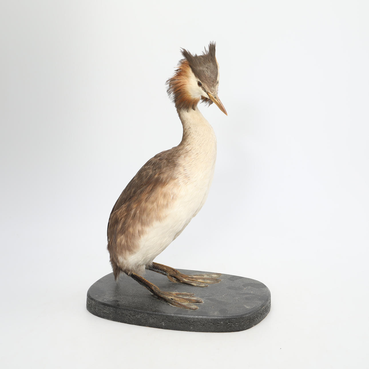 STUFFED BEARD DIP, taxidermy.
