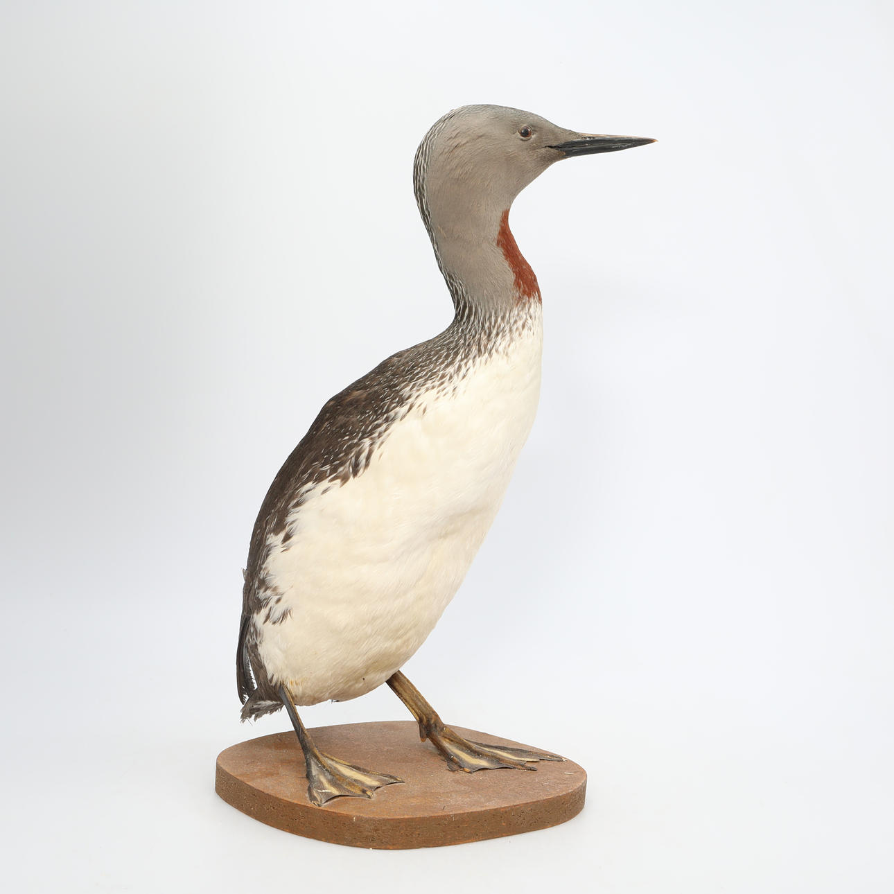 STUFFED SMALL WORM, taxidermy.