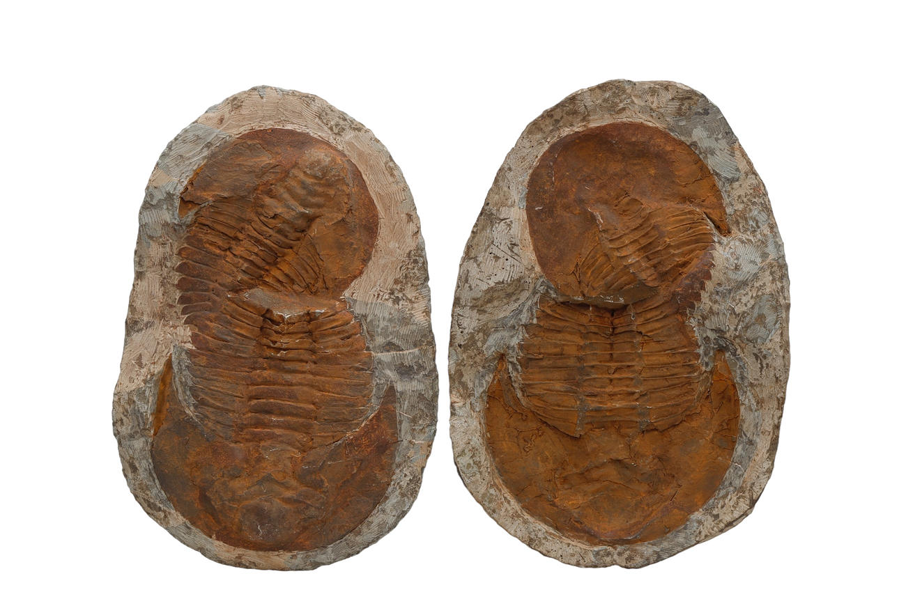 Trilobite from Morocco.