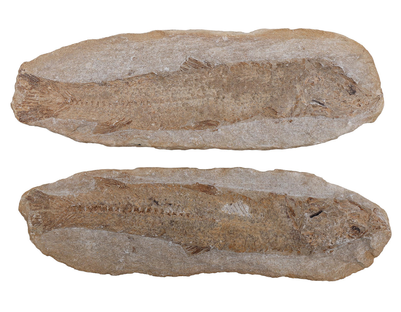 prähistorischer fossiler Fisch.