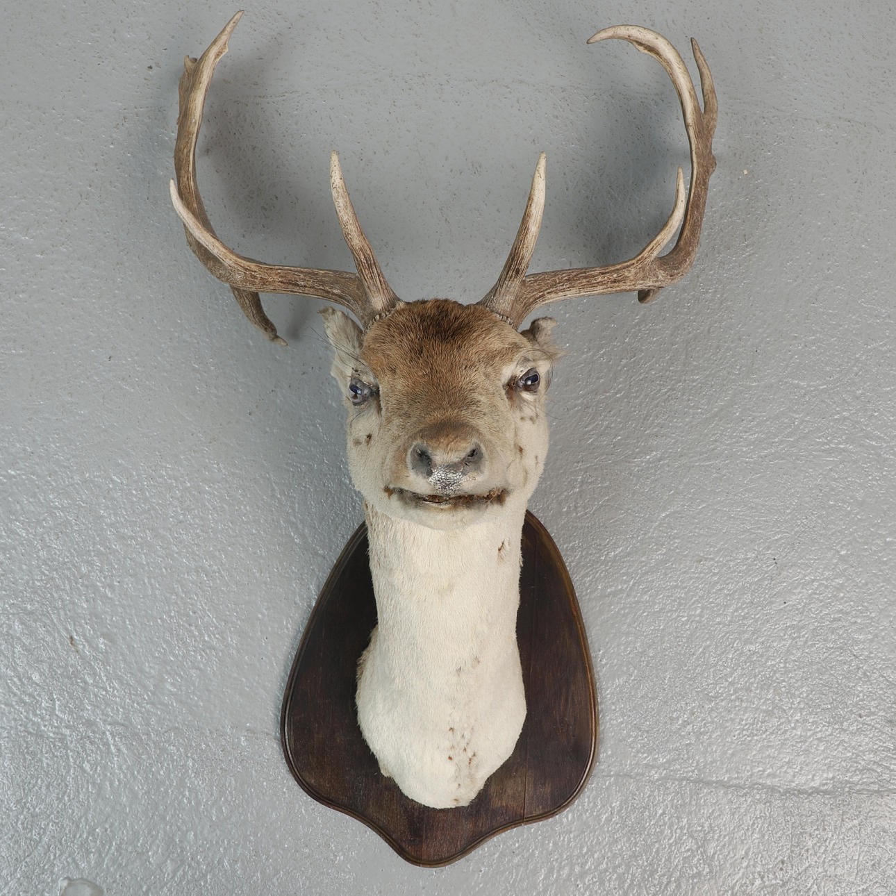 TROFEO, ciervo disecado, taxidermia.