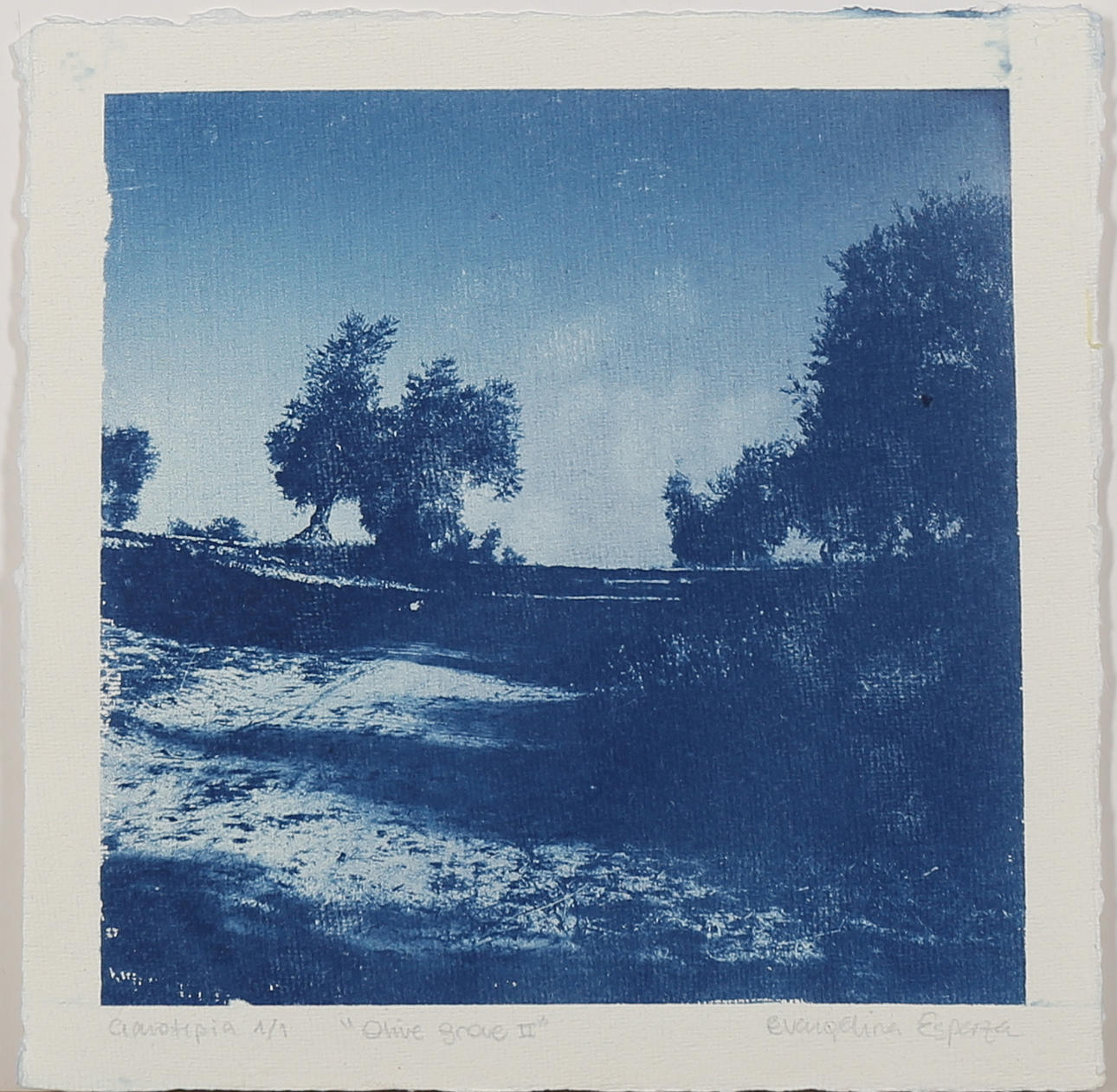 EVANGELINA ESPARZA. "Olive grace II" grafiskt tryck, (Cyanotype) signerad samt numrerad 1/1.