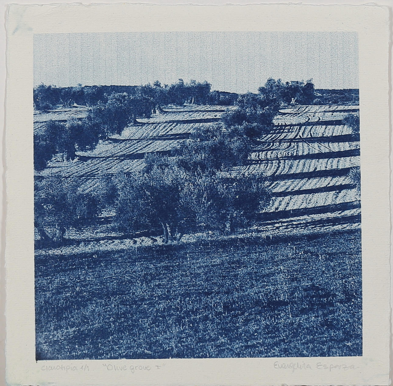 EVANGELINA ESPARZA. "Olive grove I" grafiskt tryck, (Cyanotype) signerad samt numrerad 1/1.