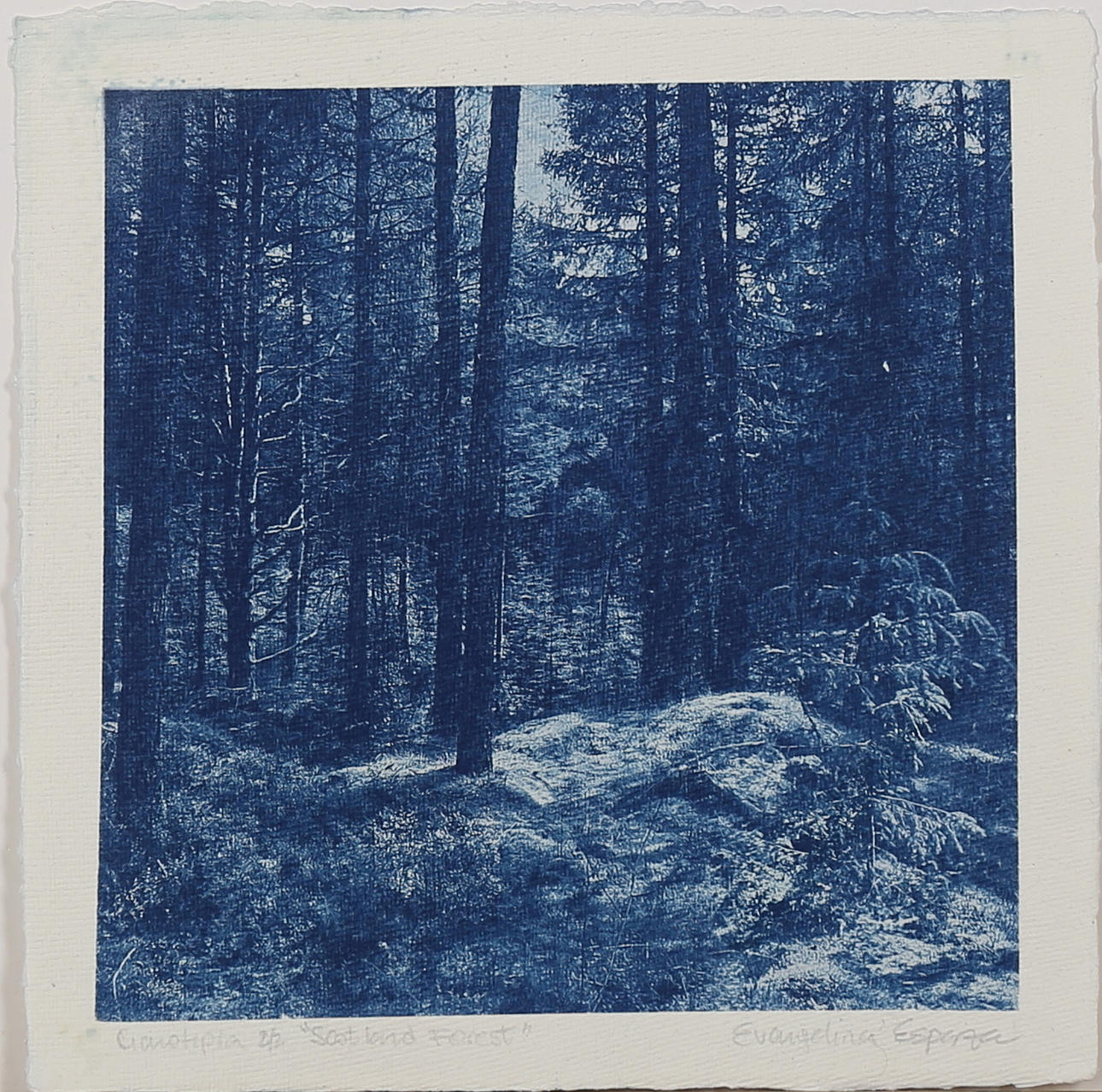 EVANGELINA ESPARZA. "Scotish forest" grafiskt tryck, (Cyanotype) signerad samt numrerad 2/2.