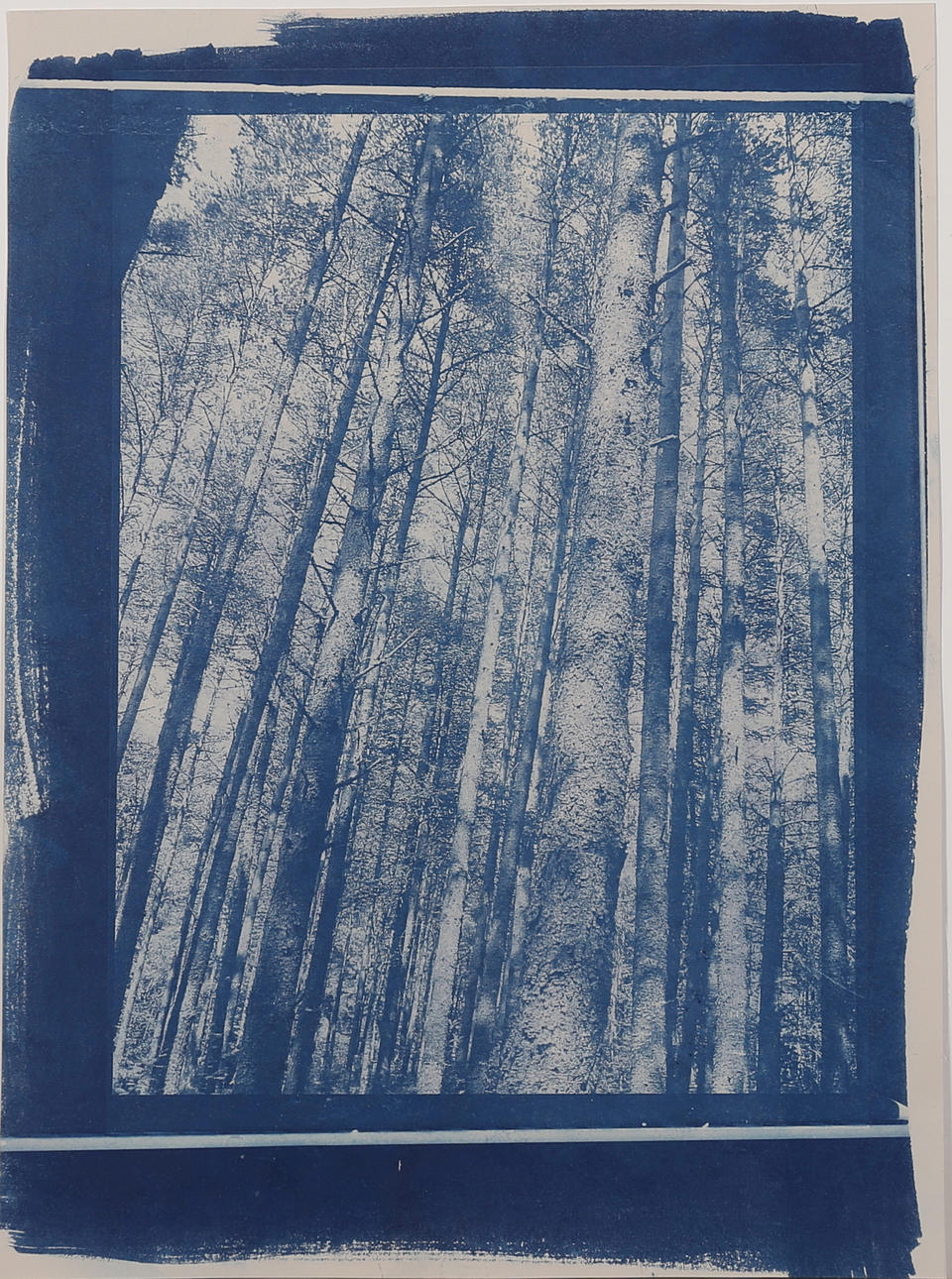 EVANGELINA ESPARZA. "Scotish forest V" grafiskt tryck, (Cyanotype) a tergo signerad, numrerad 1/1 samt daterad 2015.