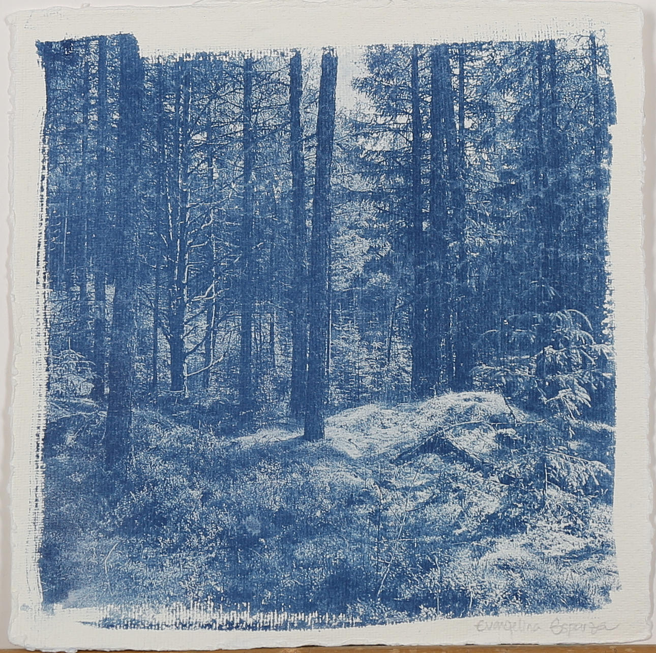 EVANGELINA ESPARZA. "Scotland forest I" grafiskt tryck, (Cyanotype) signerad, a tergo numrerad 1/2.