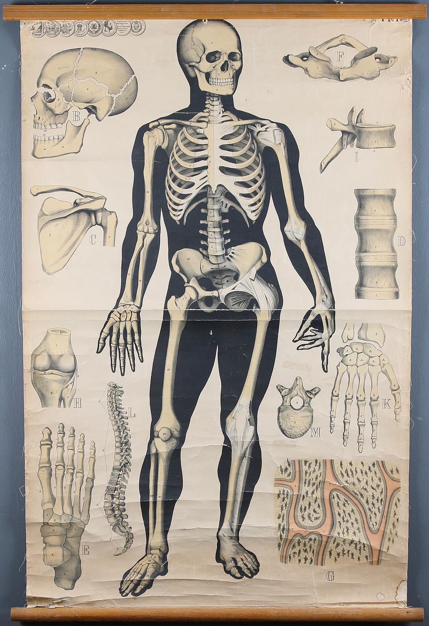 SKOLPLANSCH, 2 st, anatomi. kroppen. 1900-talets första hälft.