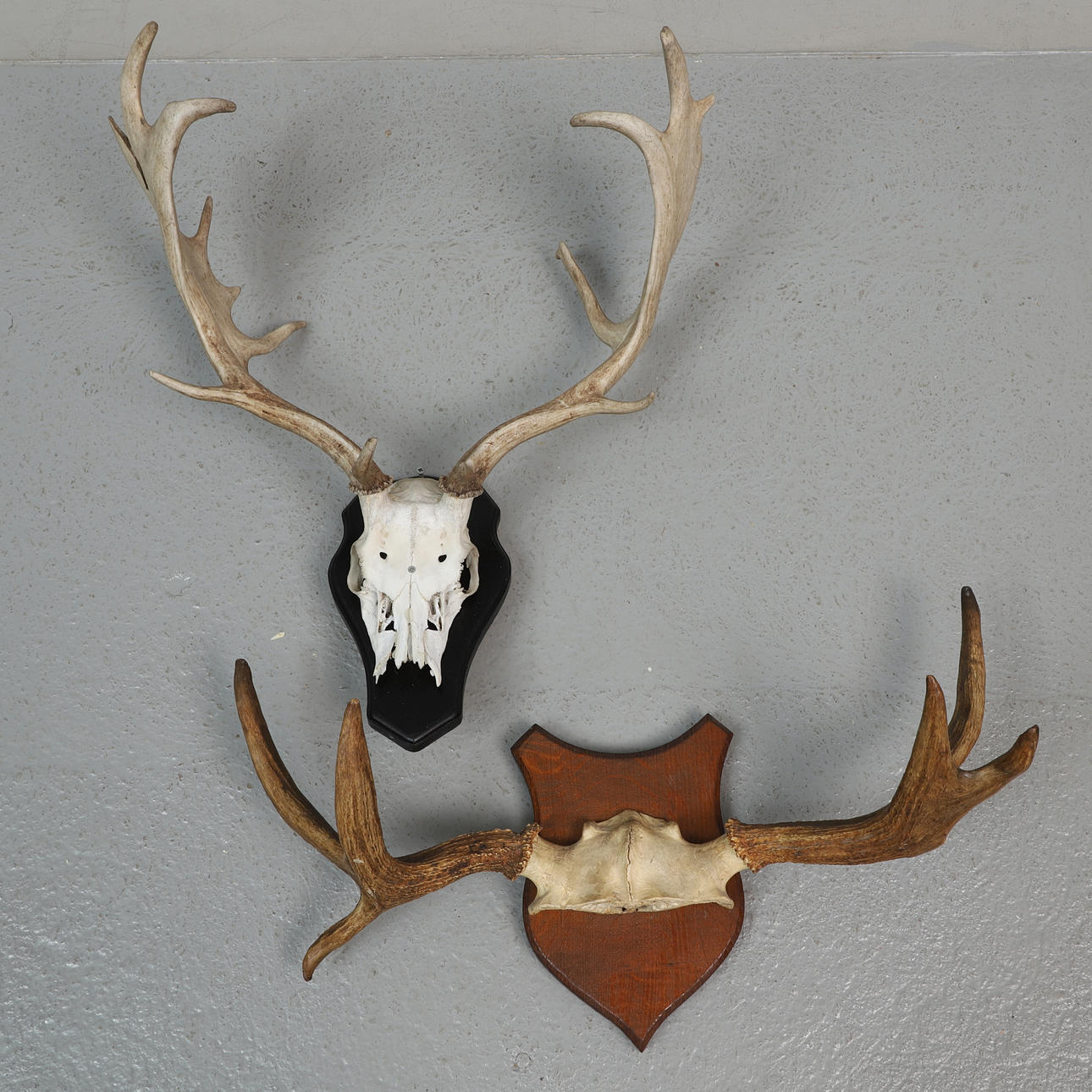 TROPHÄEN, 2 Stück, Damhirsch & Elch, Geweih.