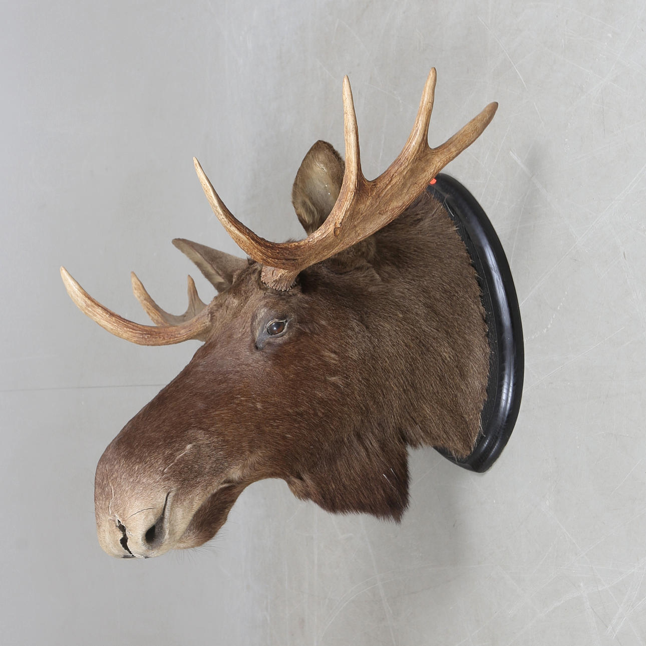 JAGDTROPHÄE, Elchkopf.