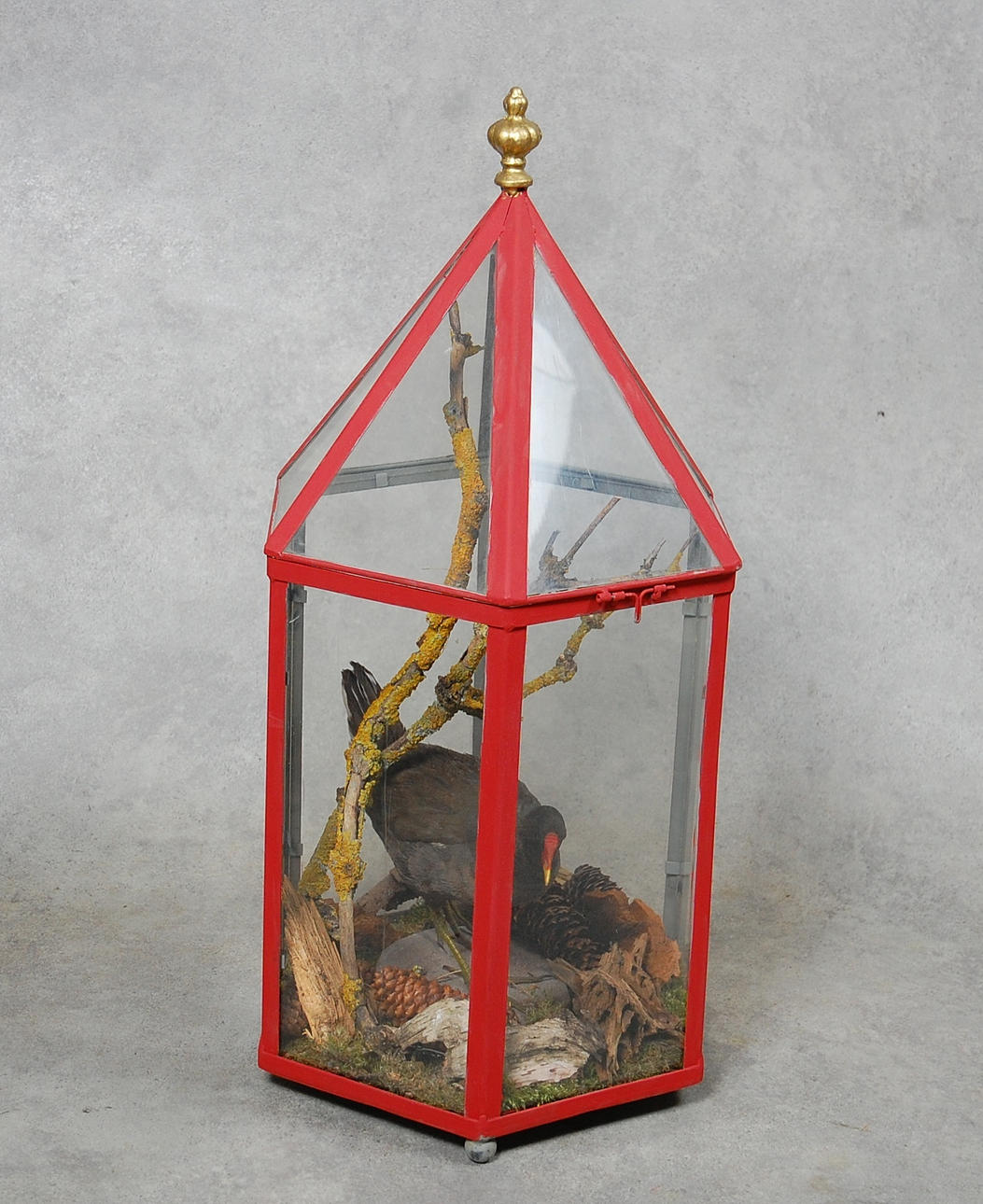 FÅGELSTLLEBEN, i orangeri med uppstoppad Grönbent Rörhöna.