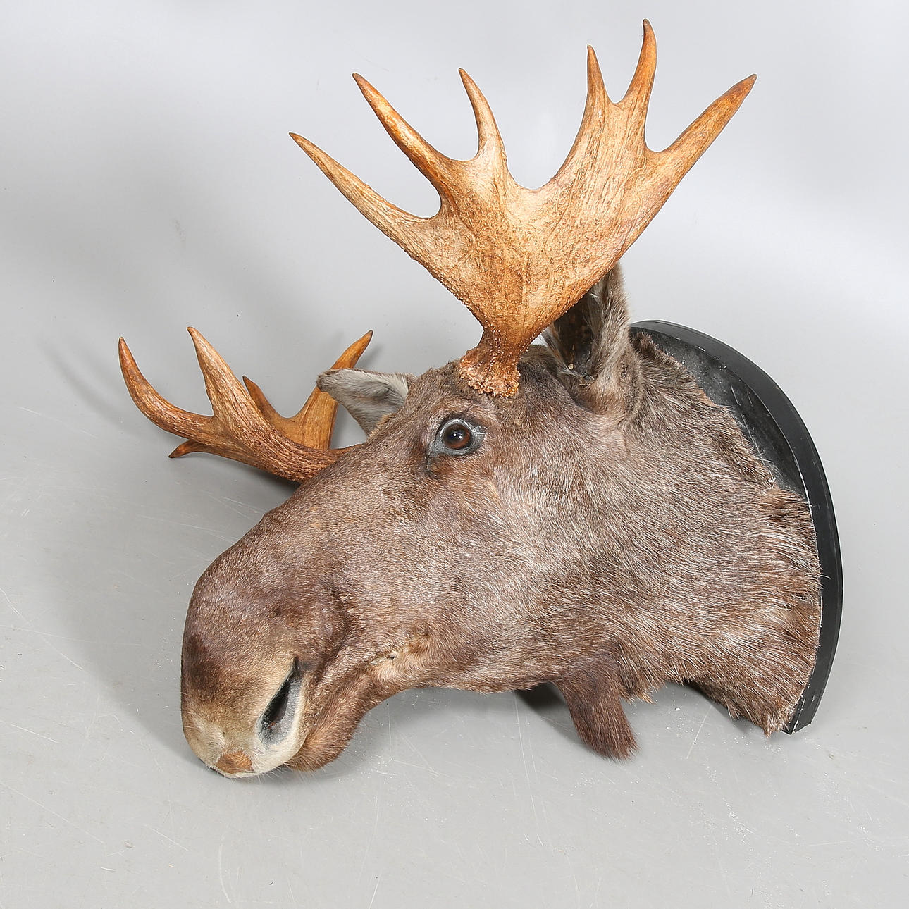 JAKTTROFE, älghuvud. 1900-tal.