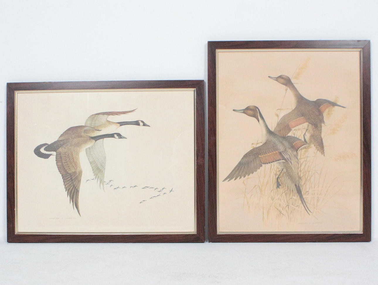 CHARLES E. MURPHY. Efter. 'Gæs og ænder', tryk.