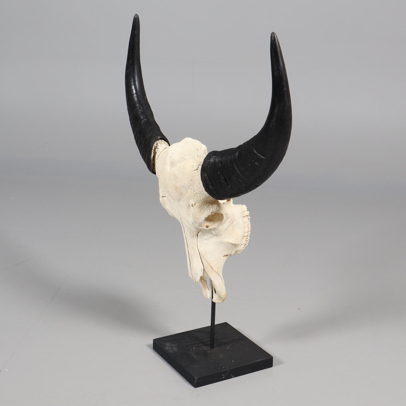 SCHÄDEL Wasserbüffel.