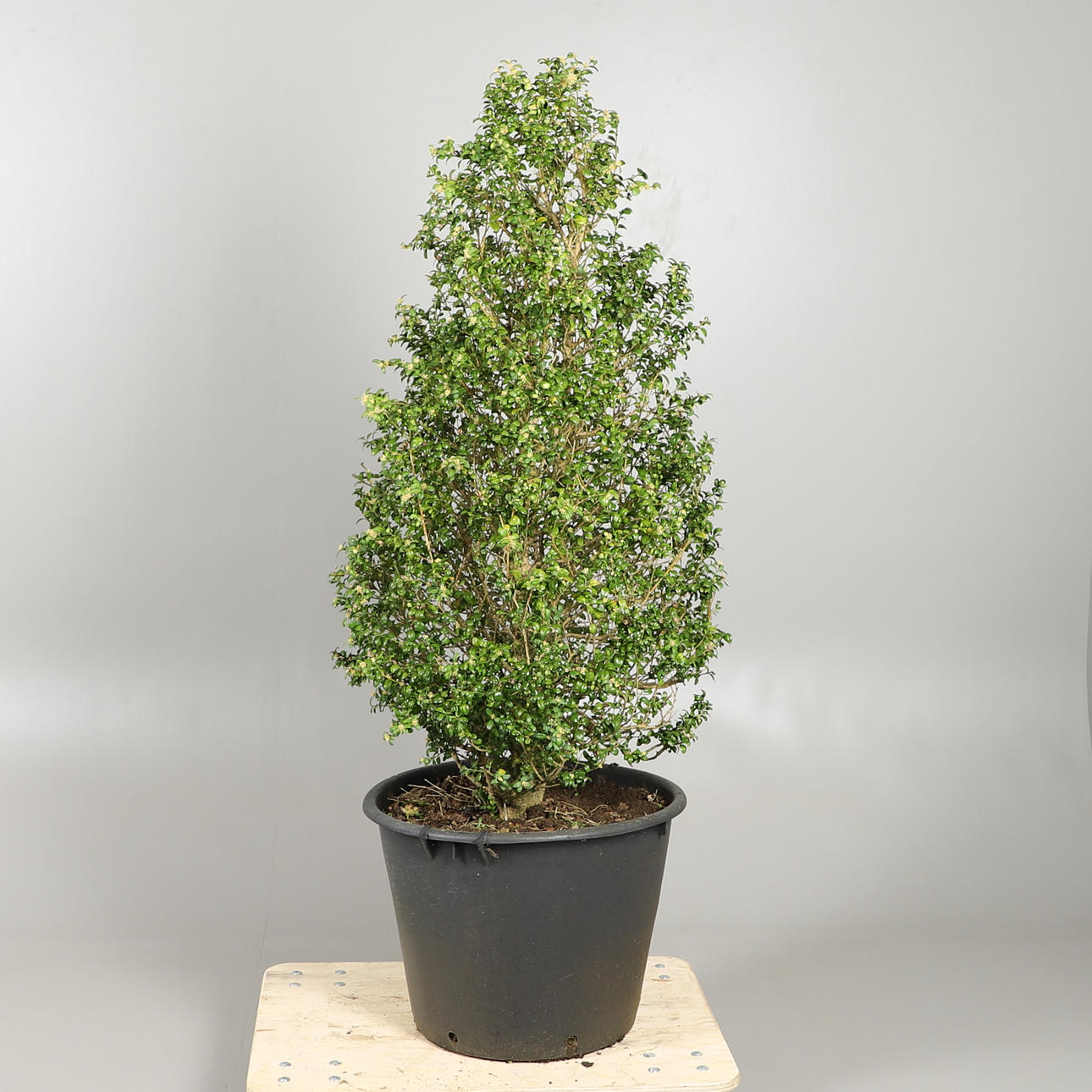 EN TRÄDGÅRD LÅDA TRÄD.