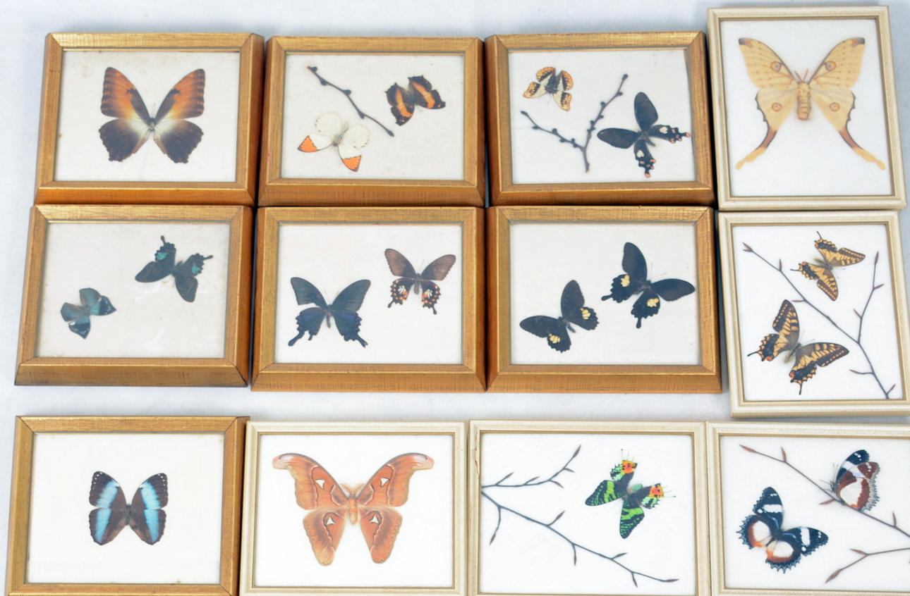 FJÄRILSTAVLOR, 14 stycken.