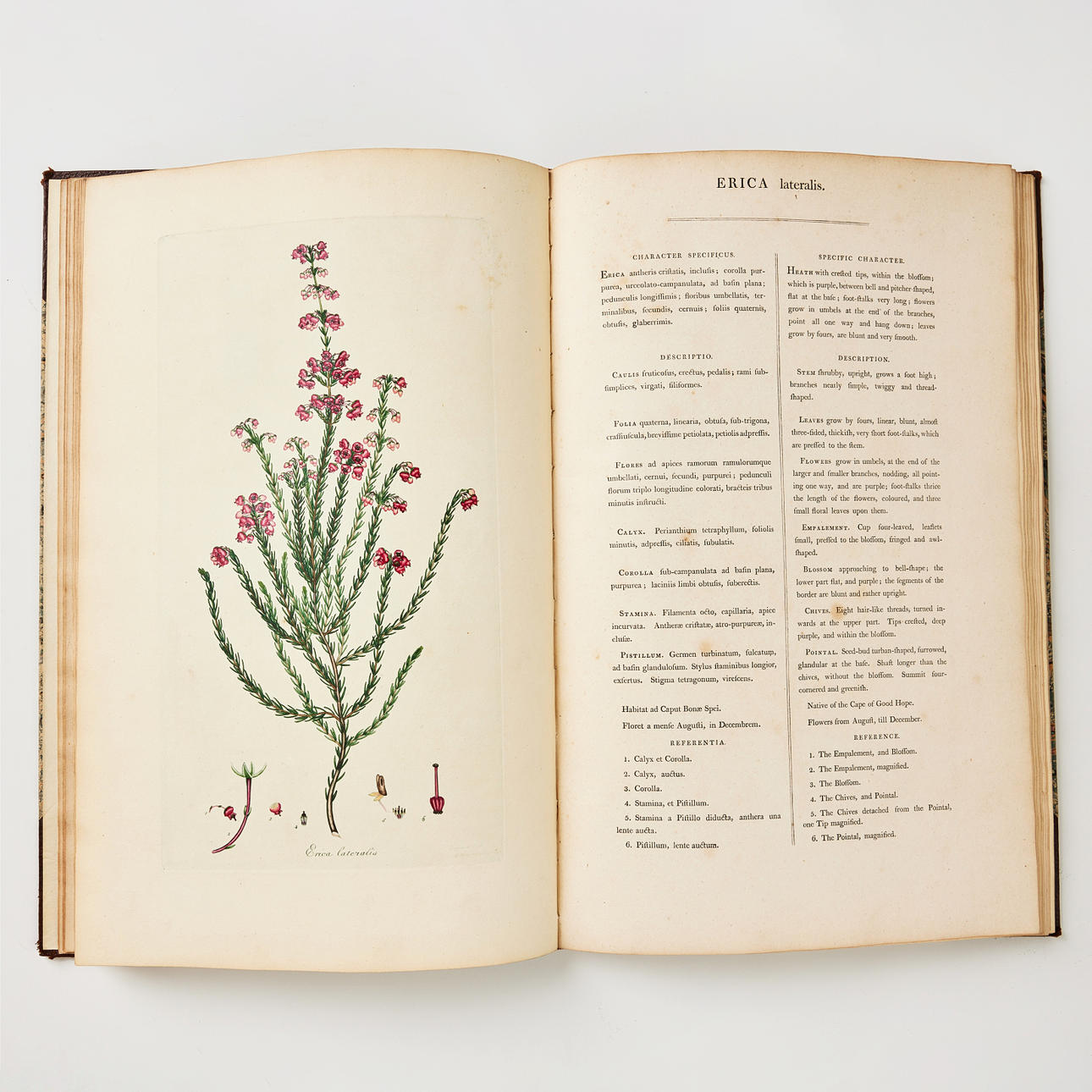 PLATES FROM ANDREW'S COLORED ENGRAVINGS OF HEATHS 1802-30.