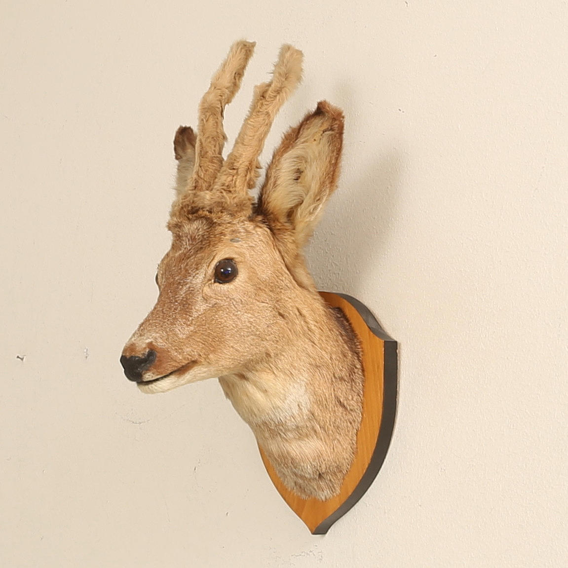 TAXIDERMI, ciervo disecado.