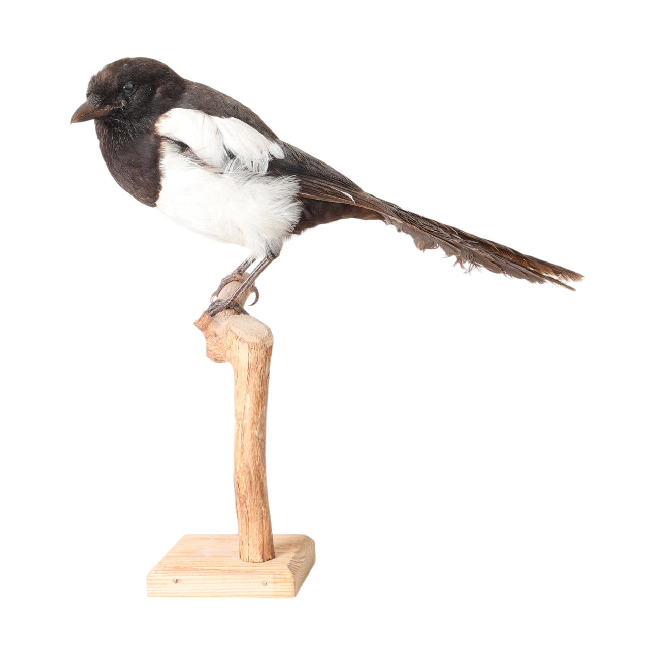 UPPSTOPPAD Skata, 1900-tal.