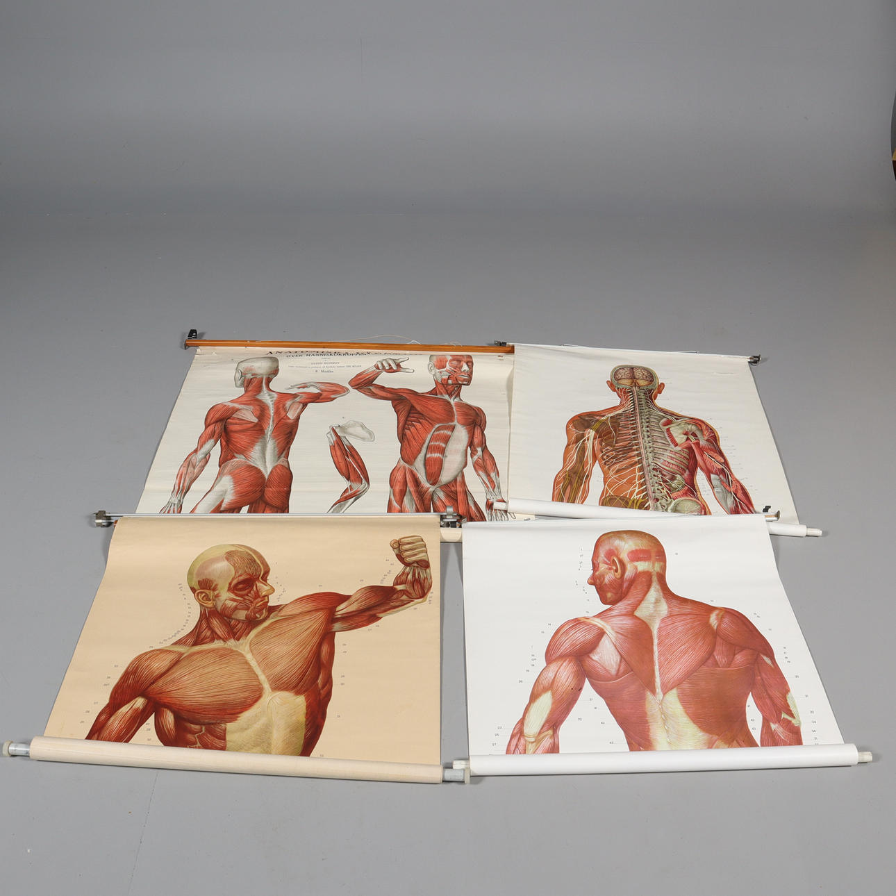 SCHOOL PLANS, 4 pieces, anatomy.