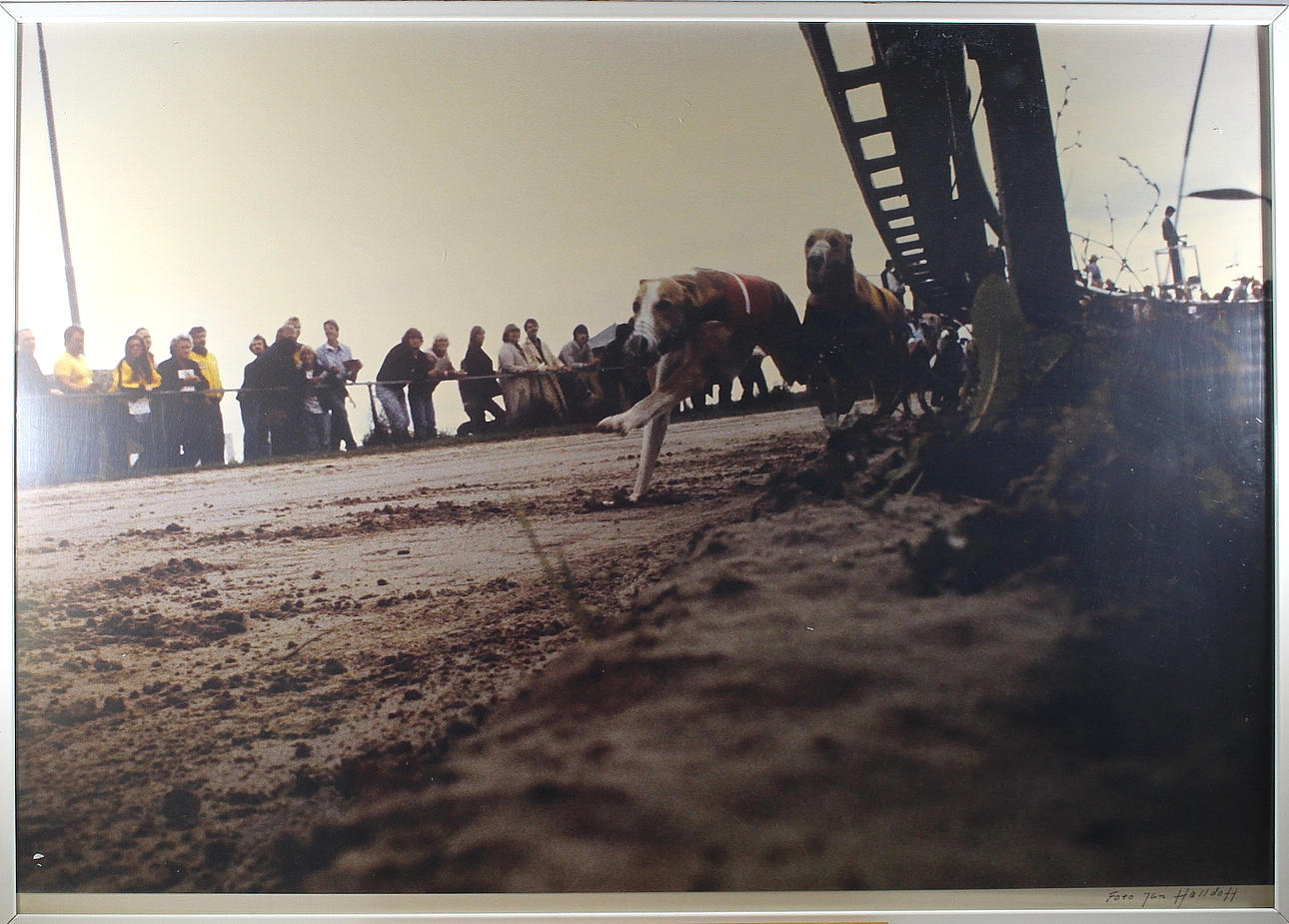 JAN HALLDOFF. fotografi, hundkapplöpning, signerad.