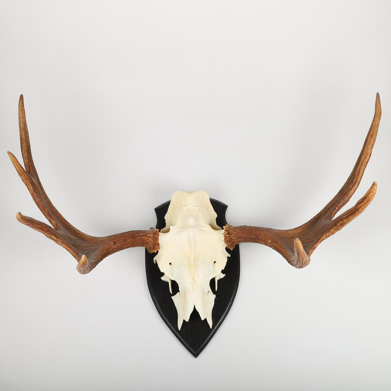 TROFEO DE CAZA, alces.