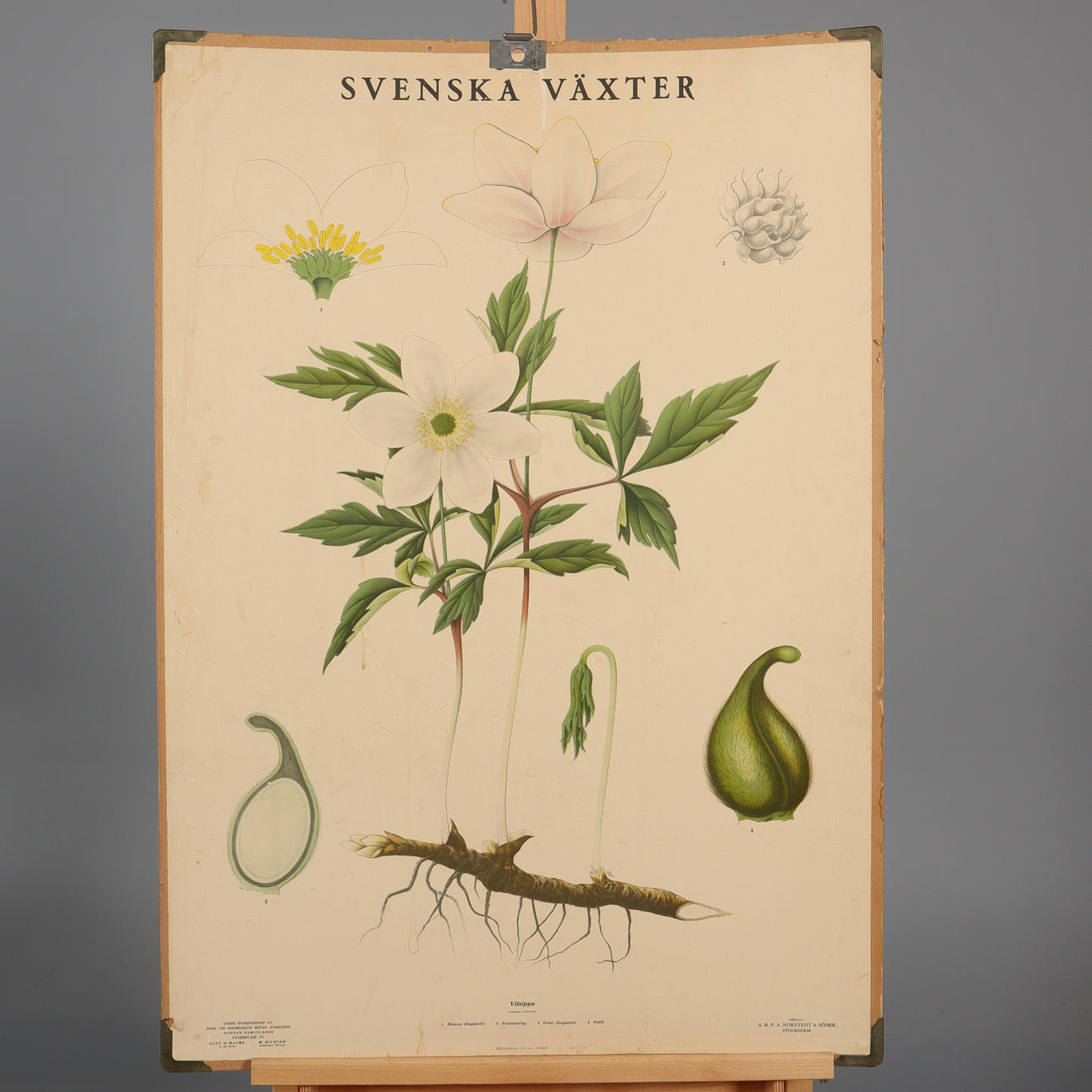 SKOLPLANSCH, Vitsippa, by Nordstedt & sons.