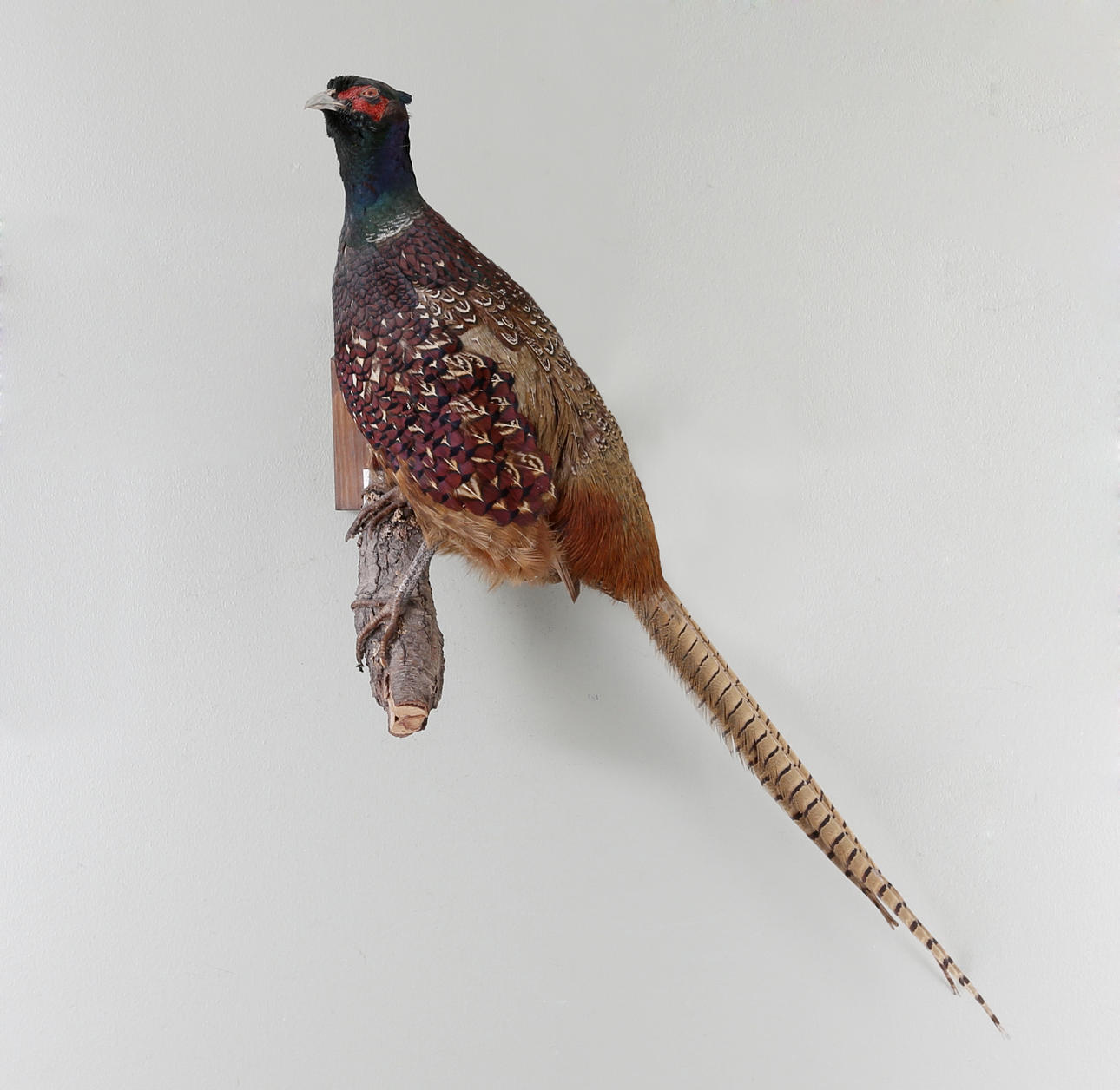 GRÖNFASAN, uppstoppad.