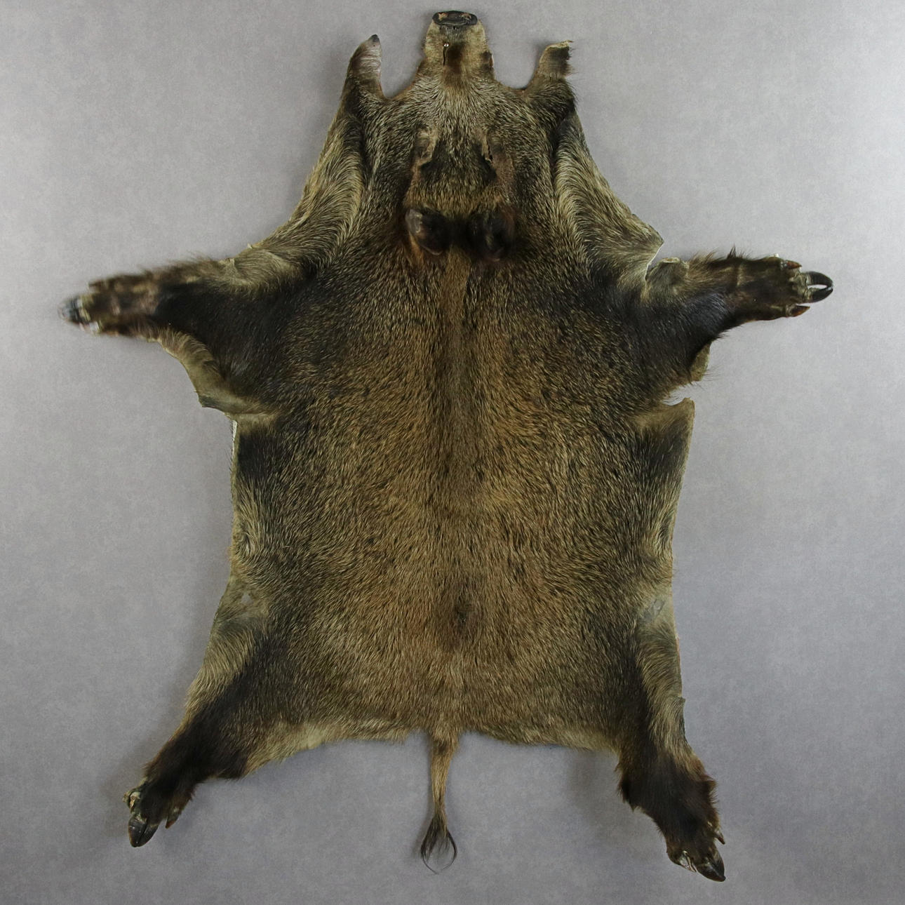 WILD BOAR TRAP, late 20th century.