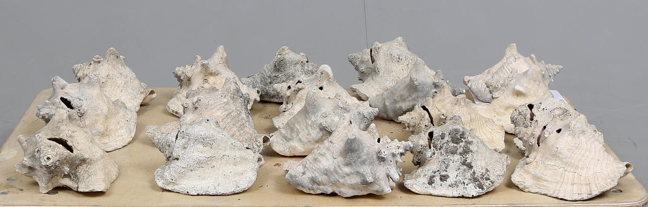 SNÄCKOR, 18 st, Queen Conch(Stormbus gigas), 1900-talets början.