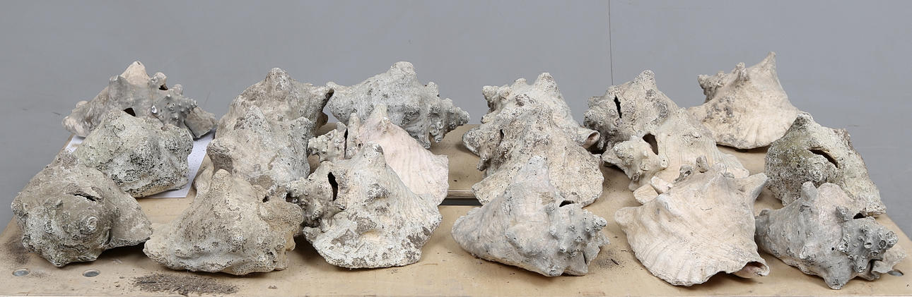 SNÄCKOR, 18 st, Queen Conch(Stormbus gigas), 1900-talets början.