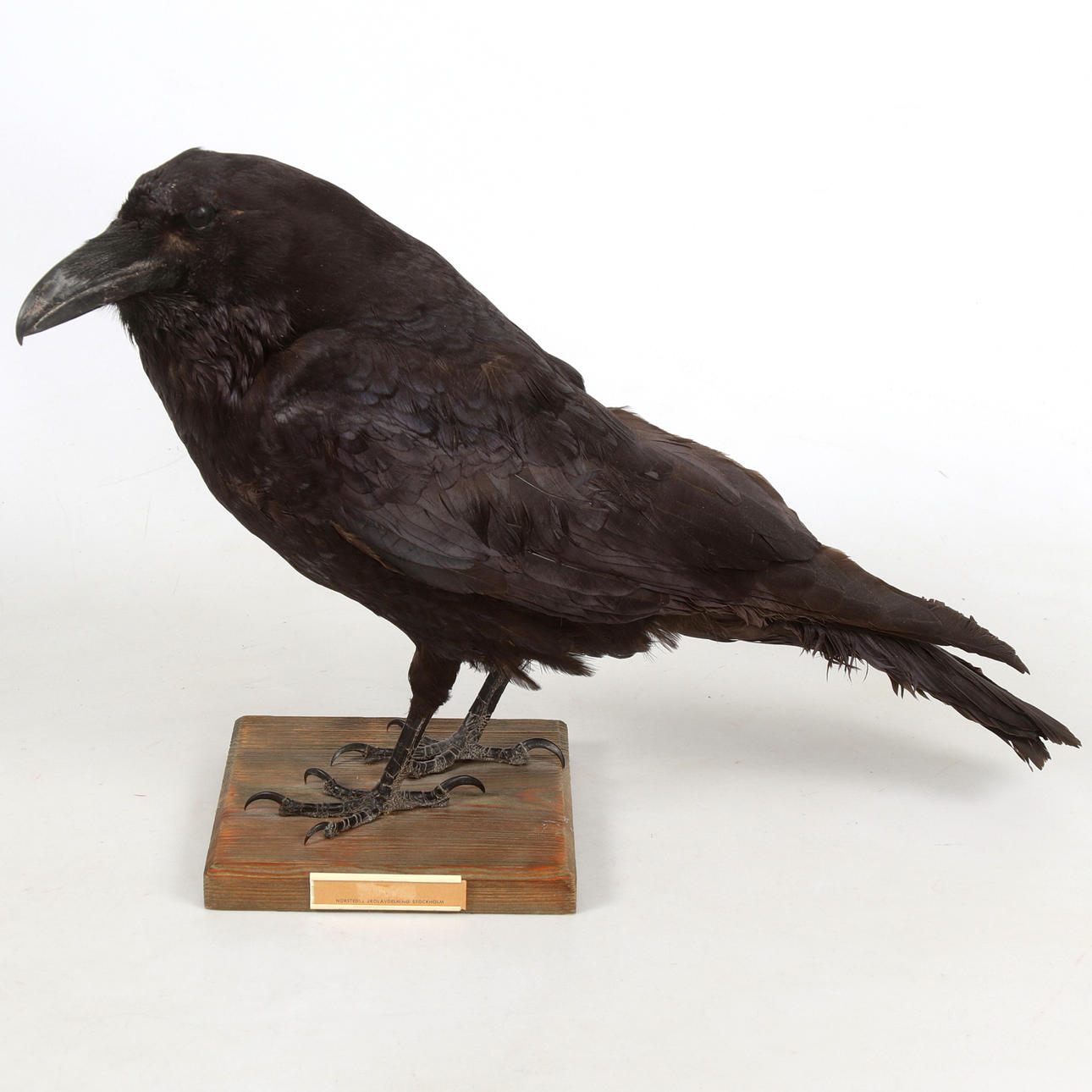 KORP, uppstoppad, 1900-tal.