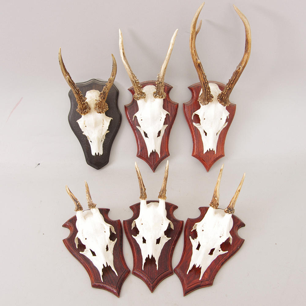 JAKTTROFEER, 6 stycken.