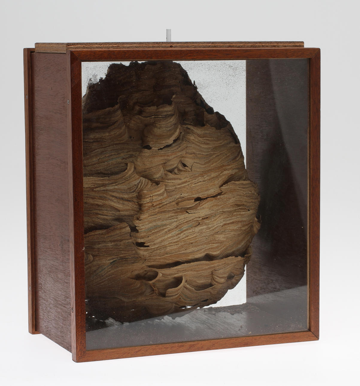 GETINGBO, mounted in a glass display case.