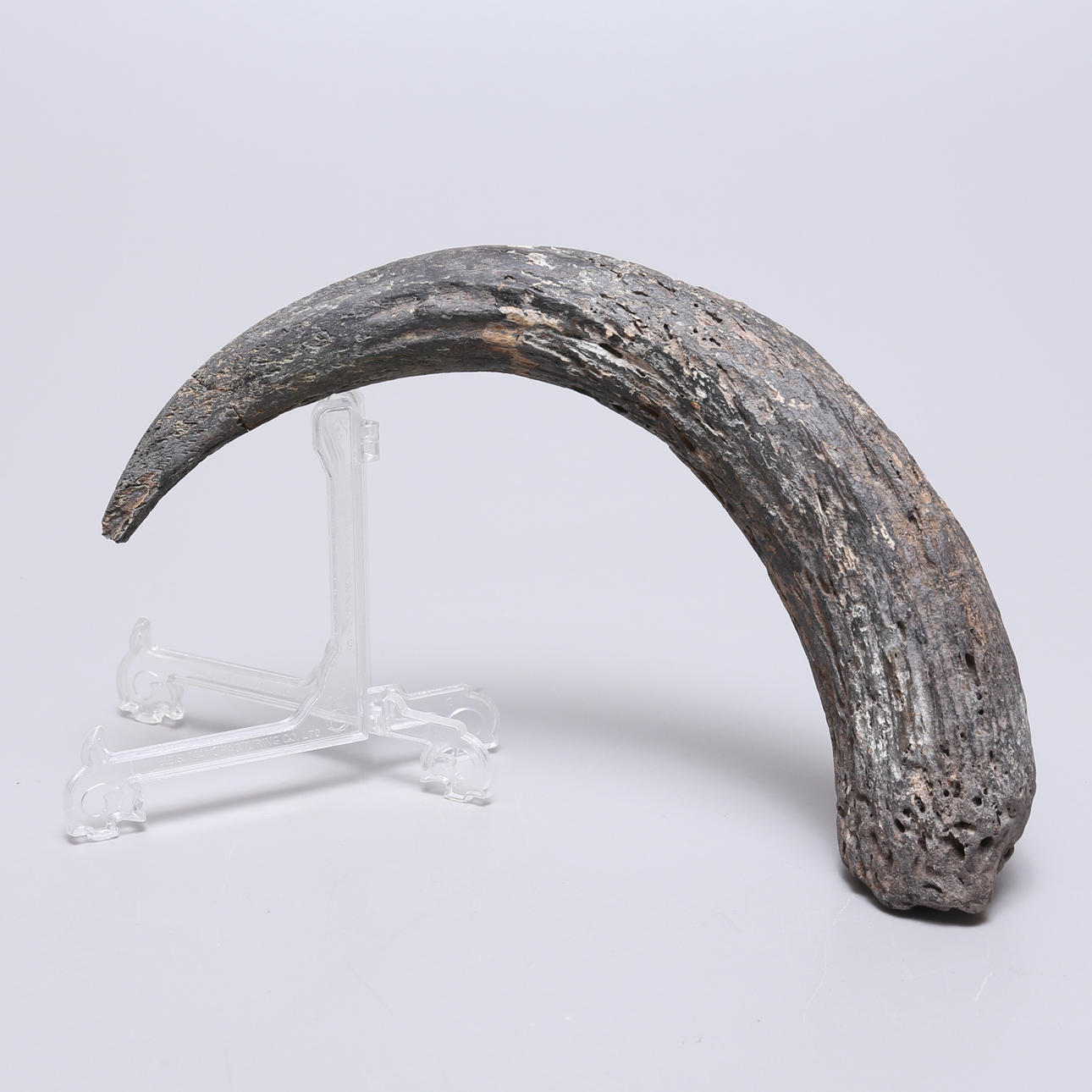 HORN, fossilt, petrifierat.