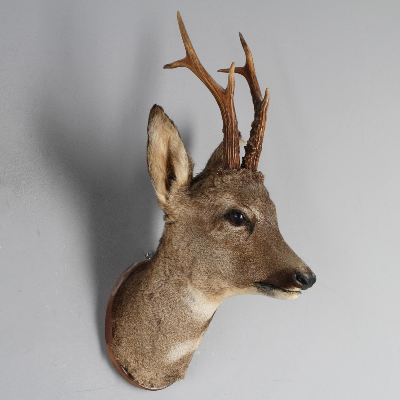 JAKTTROFÉ, Rådjurshuvud, uppstoppat, monterat på träsockel, 1900-tal.