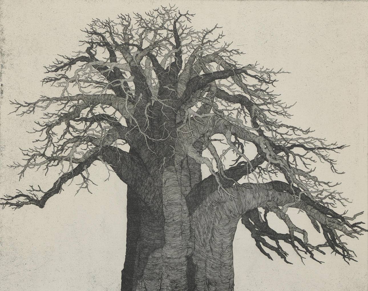 MAUD FOURSTEDT. Etching, "Tree", signed, numbered 15/60.