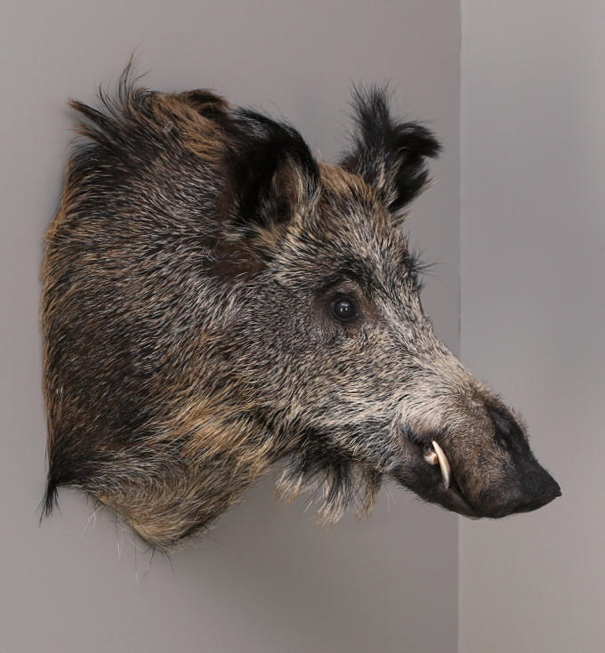 JAKTTROFÉ, vildsvinshuvud, uppstoppat, 1900-tal.