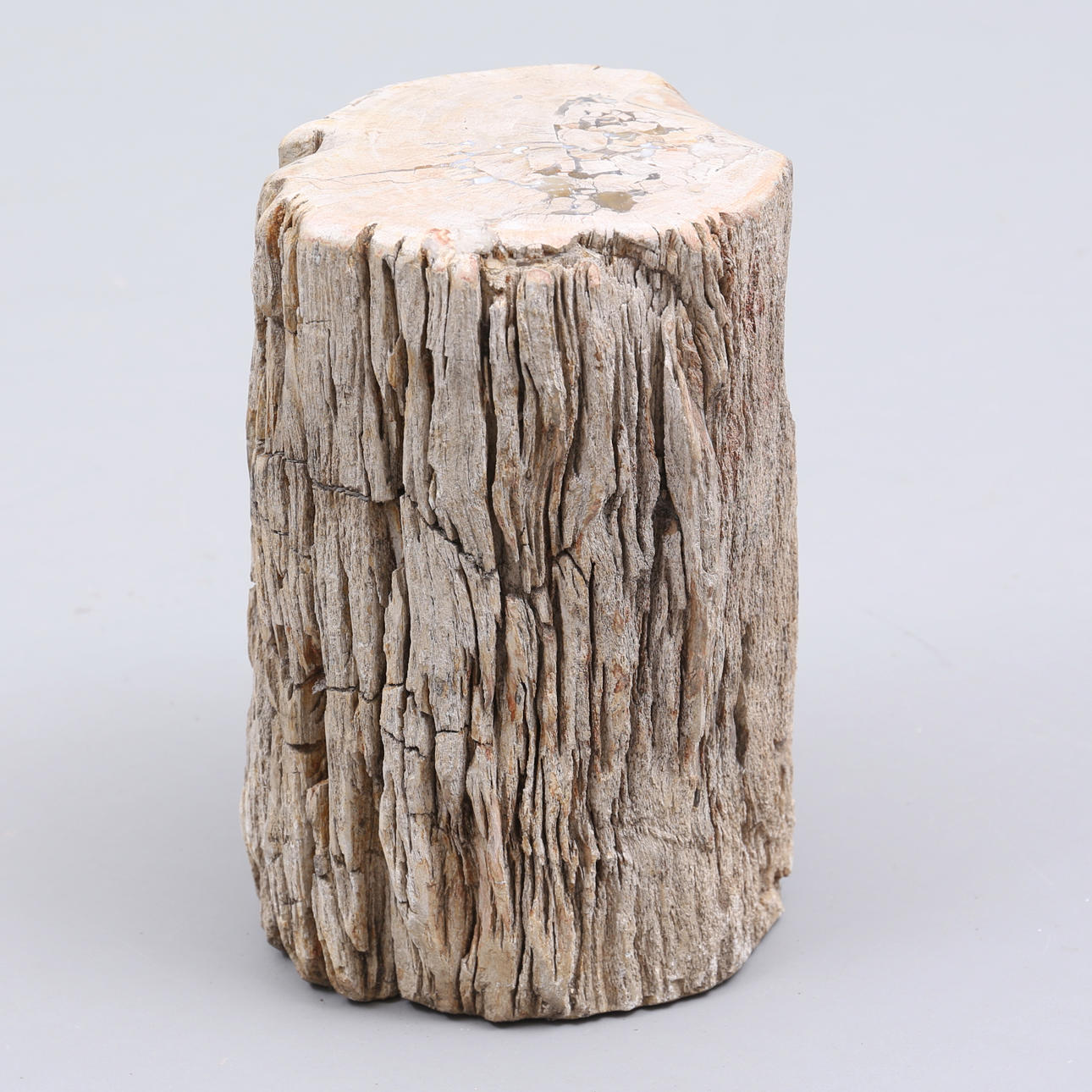 STUB, fossilt, forstenet træ.